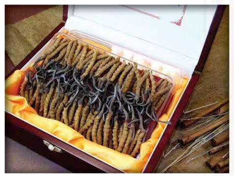 园林办事处冬虫夏草回收